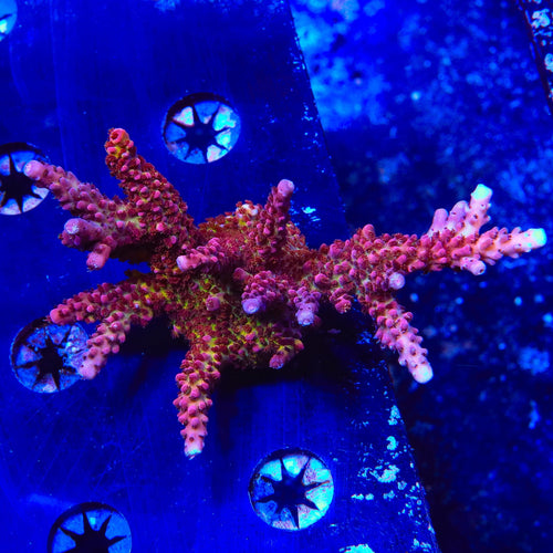 PC Rainbow Acropora Colony Coral