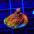 PC Rainbow Acropora Coral