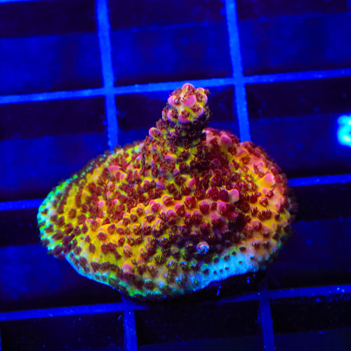 PC Rainbow Acropora Coral