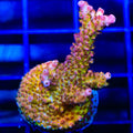 PC Rainbow Acropora Coral