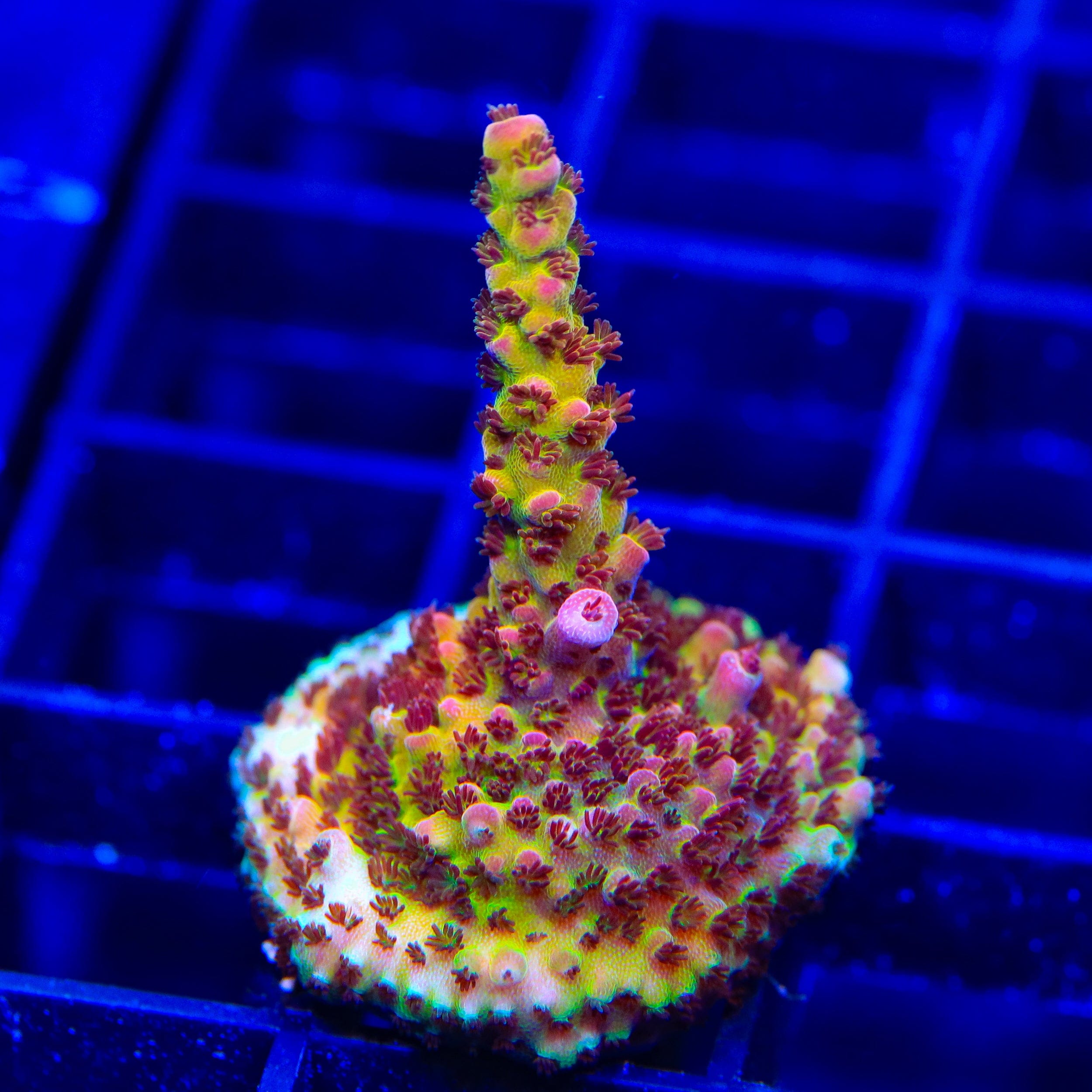 PC Rainbow Acropora Coral