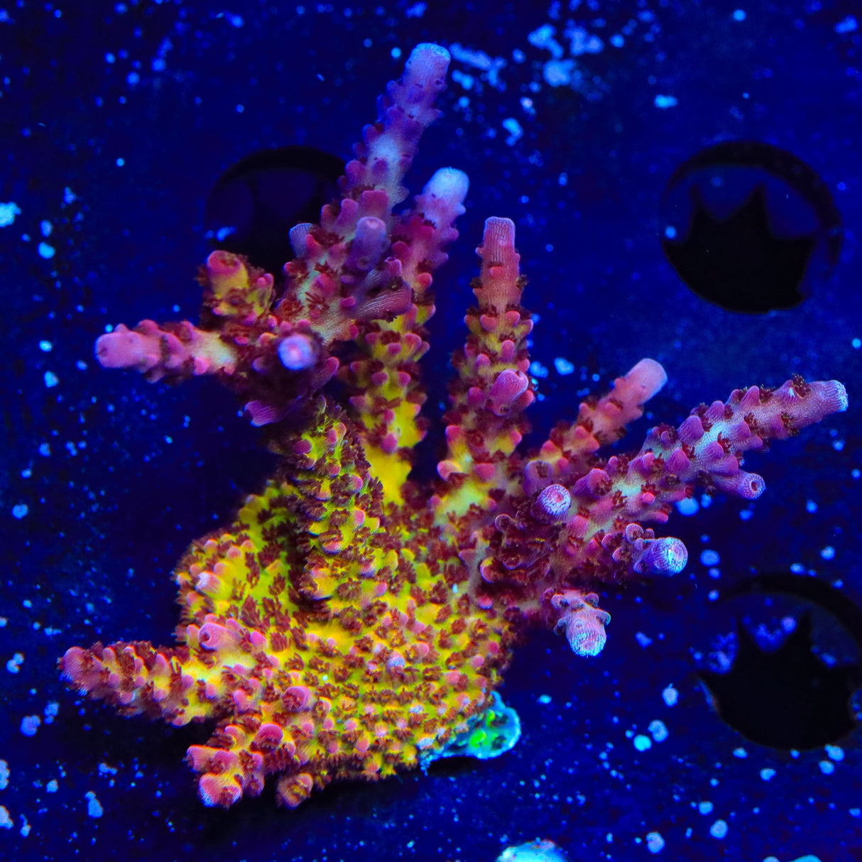PC Rainbow Acropora XL Frag Coral