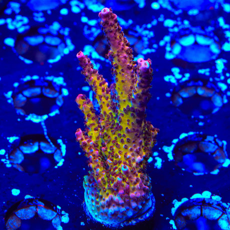 PC Rainbow Acropora XL Frag Coral