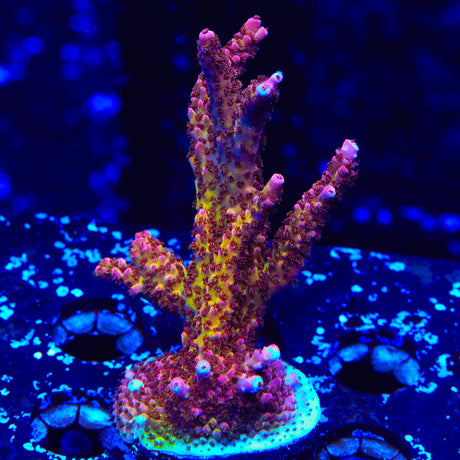 PC Rainbow Acropora XL Frag Coral