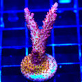 PC Rainbow Acropora XL Frag Coral
