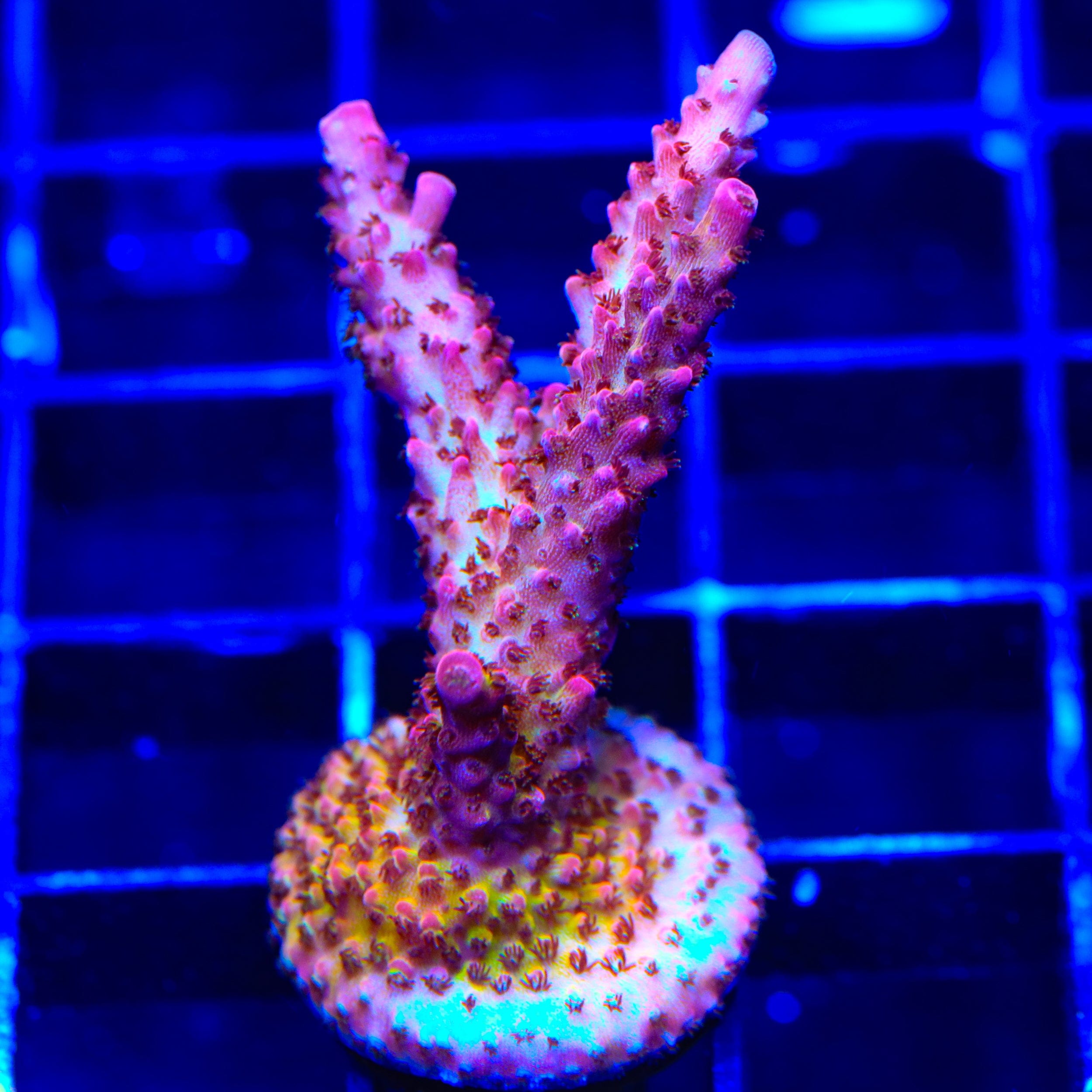 PC Rainbow Acropora XL Frag Coral