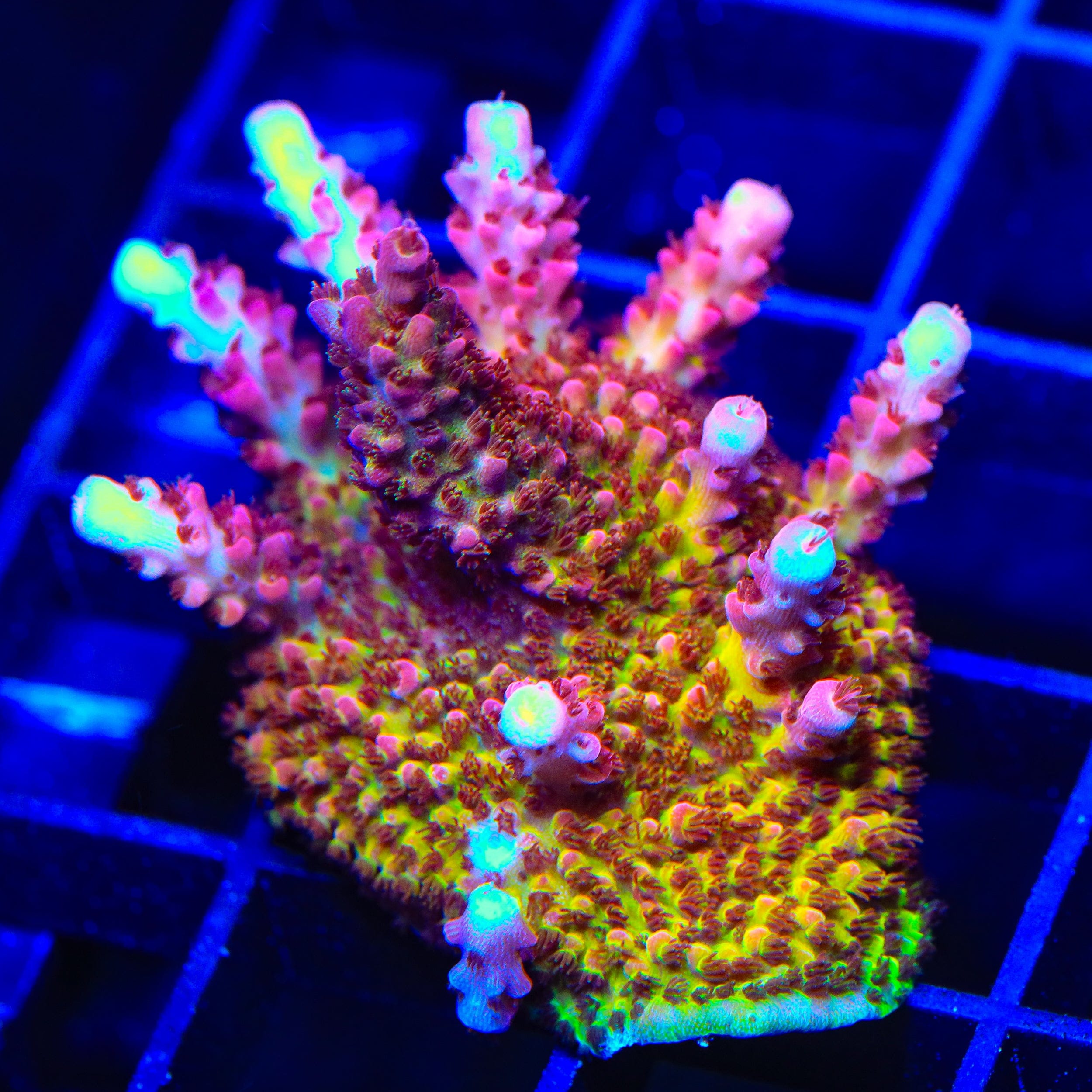 PC Rainbow Acropora XL Frag Coral