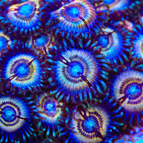 Petroglyph Zoanthids Coral
