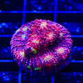 Pink Boobies Chalice Coral
