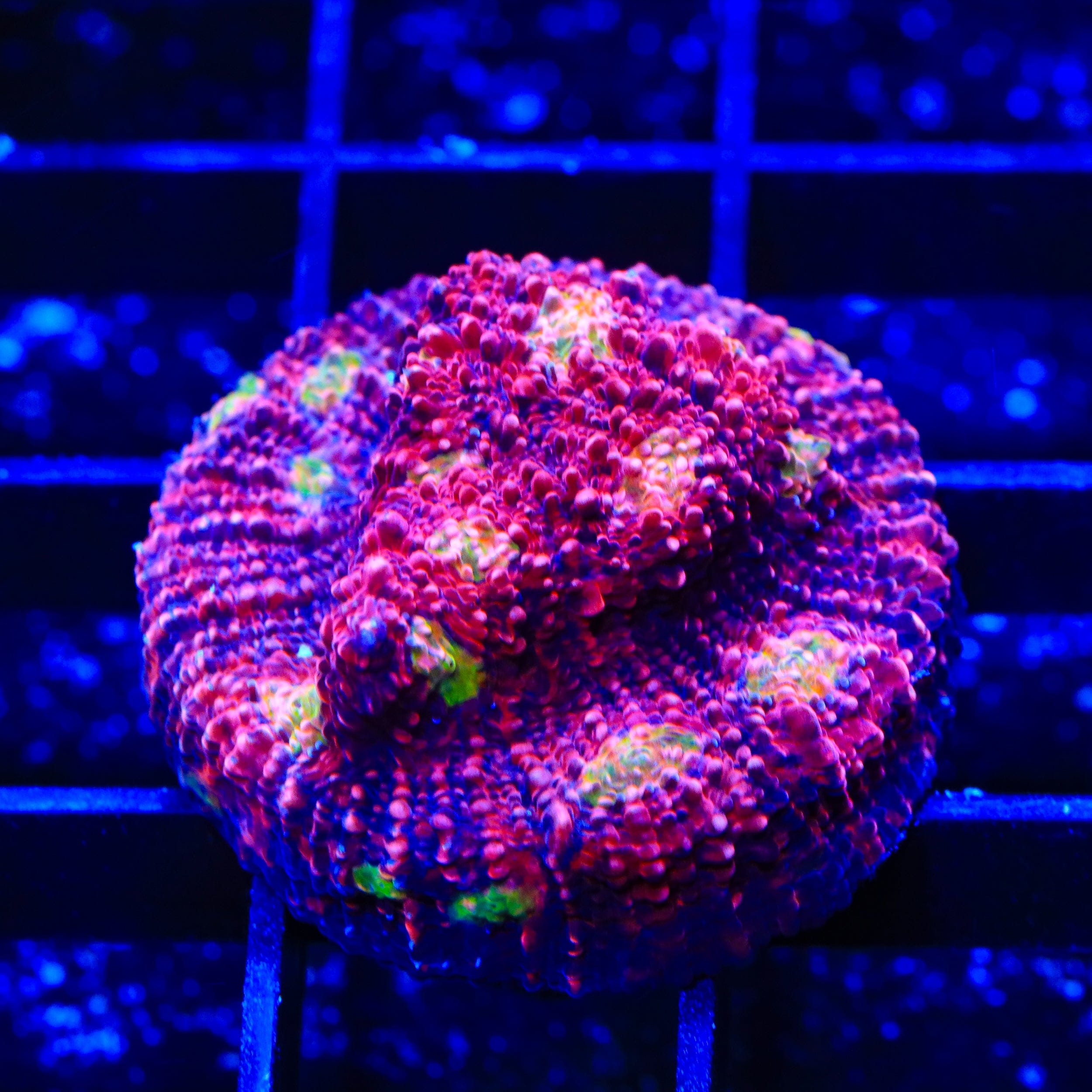 Pink Boobies Chalice Coral