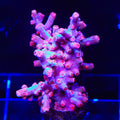 Pink Branching Cyphastrea XL Frag Coral