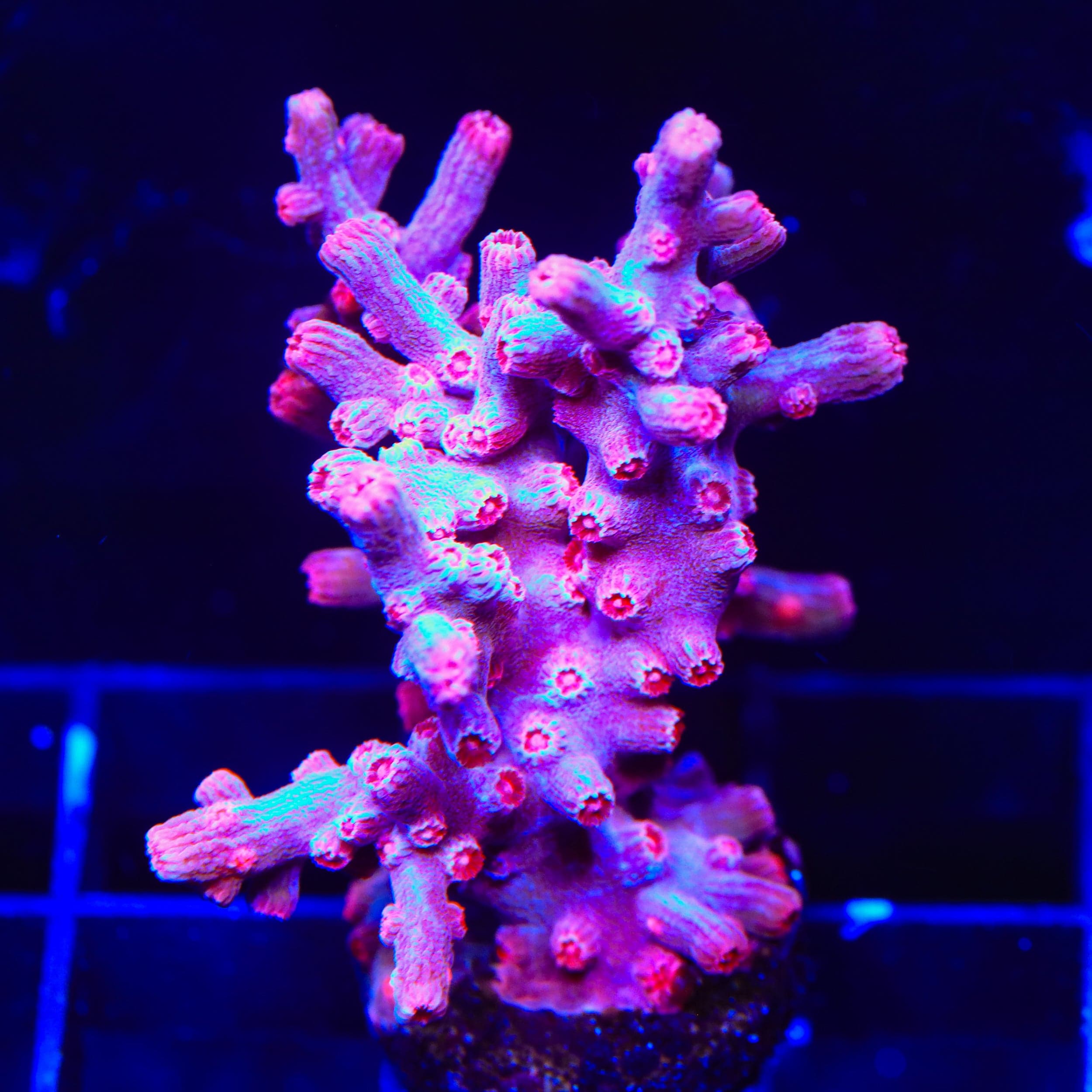 Pink Branching Cyphastrea XL Frag Coral