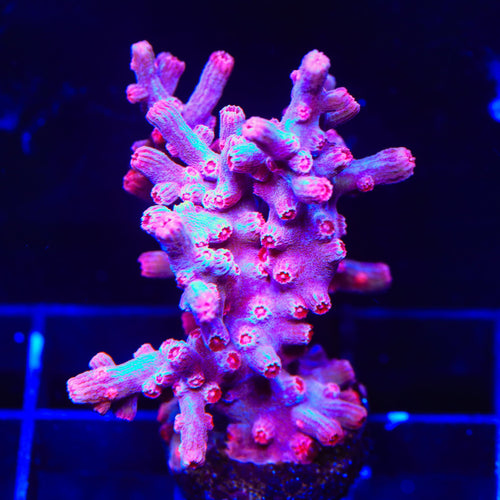 Pink Branching Cyphastrea XL Frag Coral