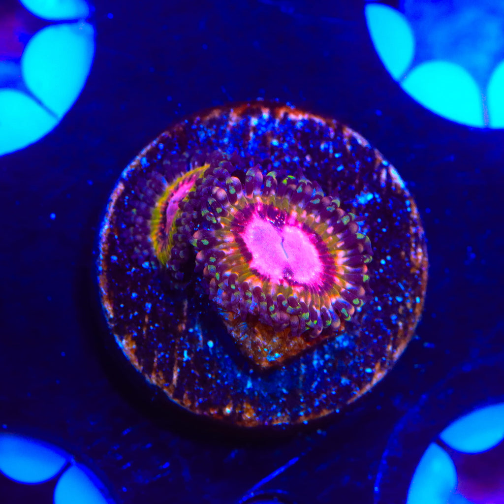 Pink Krakatoa Zoanthids Coral