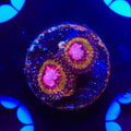 Pink Krakatoa Zoanthids Coral