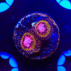 Pink Krakatoa Zoanthids Coral