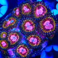 Pink Krakatoa Zoanthids Coral