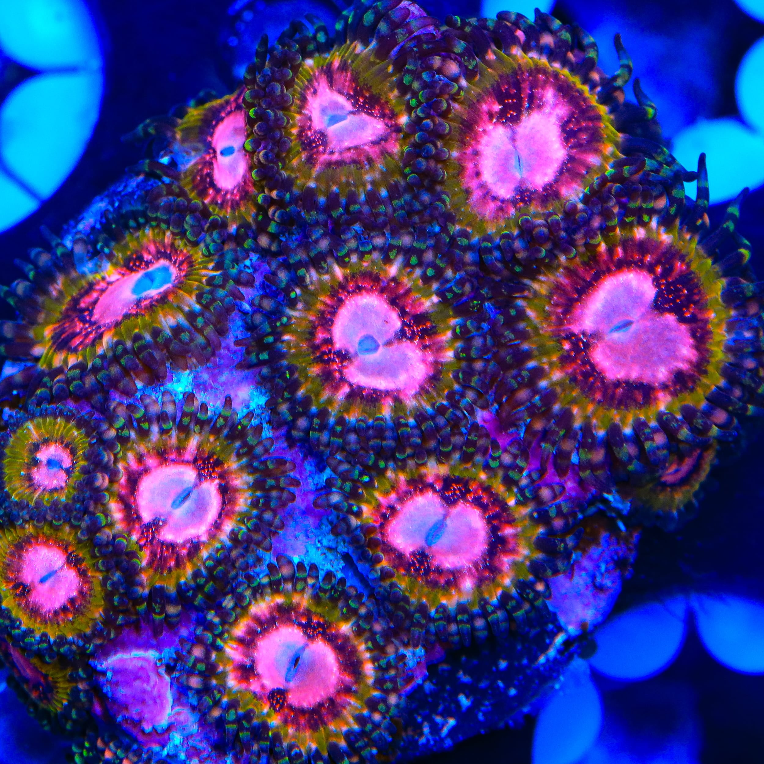 Pink Krakatoa Zoanthids Coral