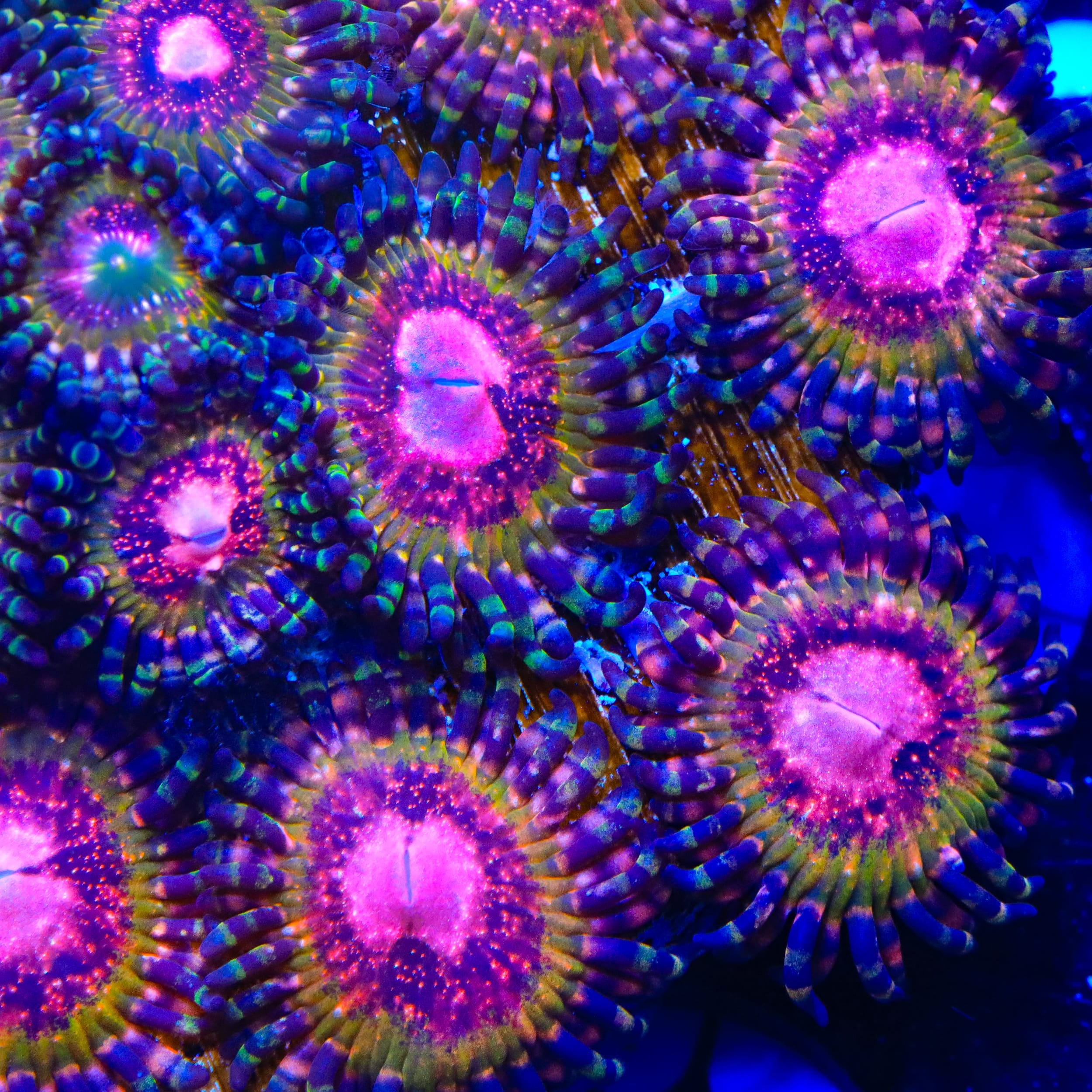 Pink Krakatoa Zoanthids Coral – Top Shelf Aquatics