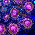 Pink Krakatoa Zoanthids Coral