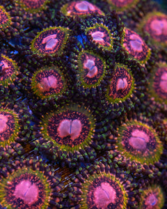 Pink Krakatoa Zoanthids Coral