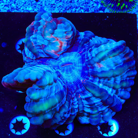 Pink Streak Indophyllia Coral