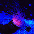 Pink Tube Anemone - Large 6-8"