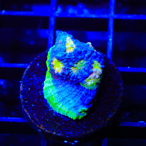 PPE Chalice Coral