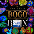 Premium Coral BOGO Box
