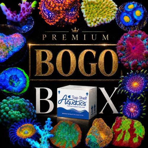 Premium Coral BOGO Box