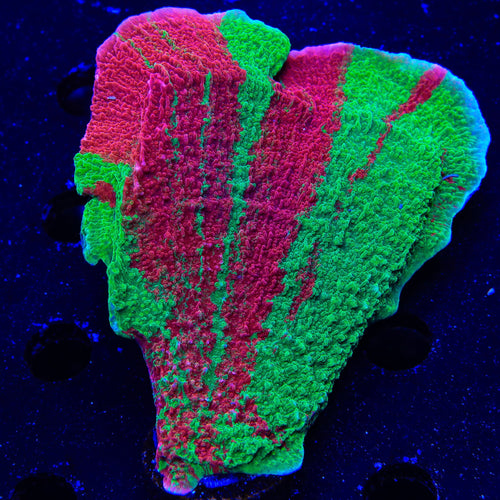 Premium Grafted Montipora Cap Colony Coral