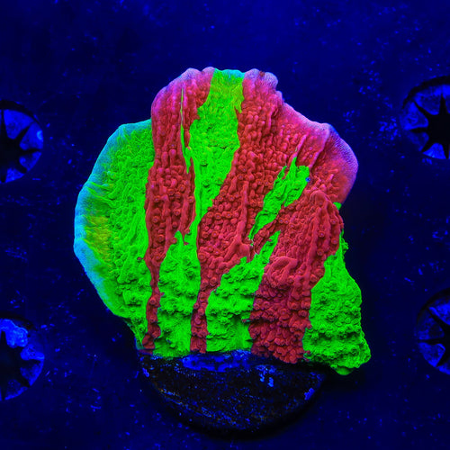 Premium TSA Nuclear Fusion Montipora Cap XL Frag Coral