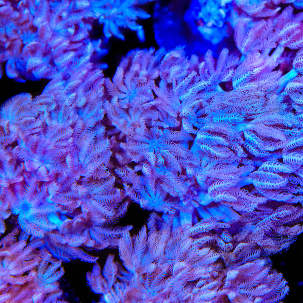 Pulsing Xenia Coral
