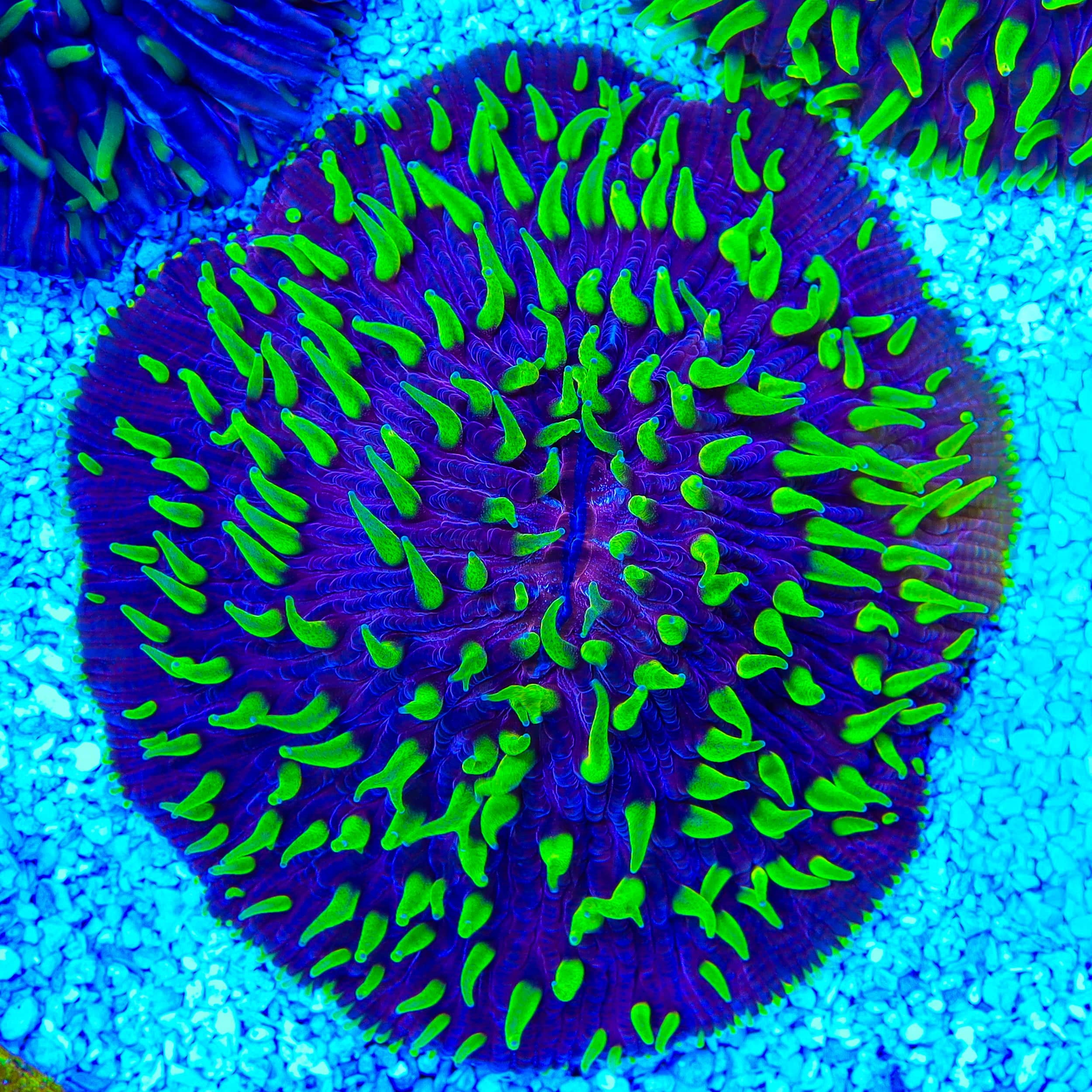 Purple Fungia Plate Coral