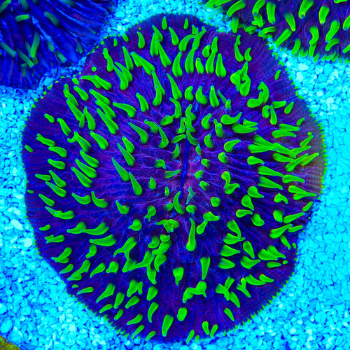 Purple Fungia Plate Coral