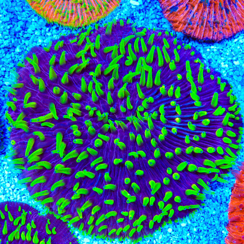 Purple Fungia Plate Coral