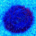Purple Plate Coral