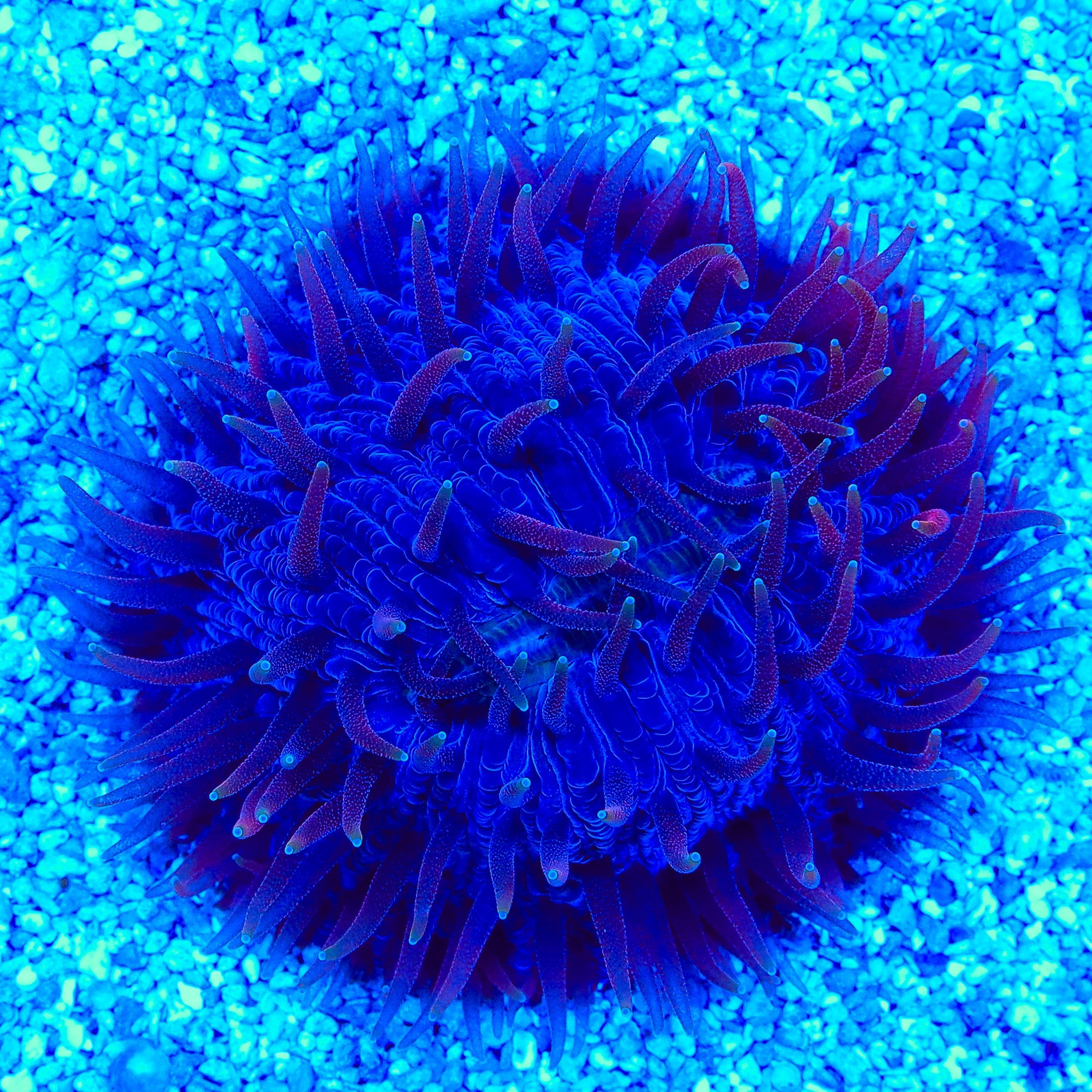 Purple Plate Coral