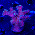Purple Stylophora XL Frag Coral
