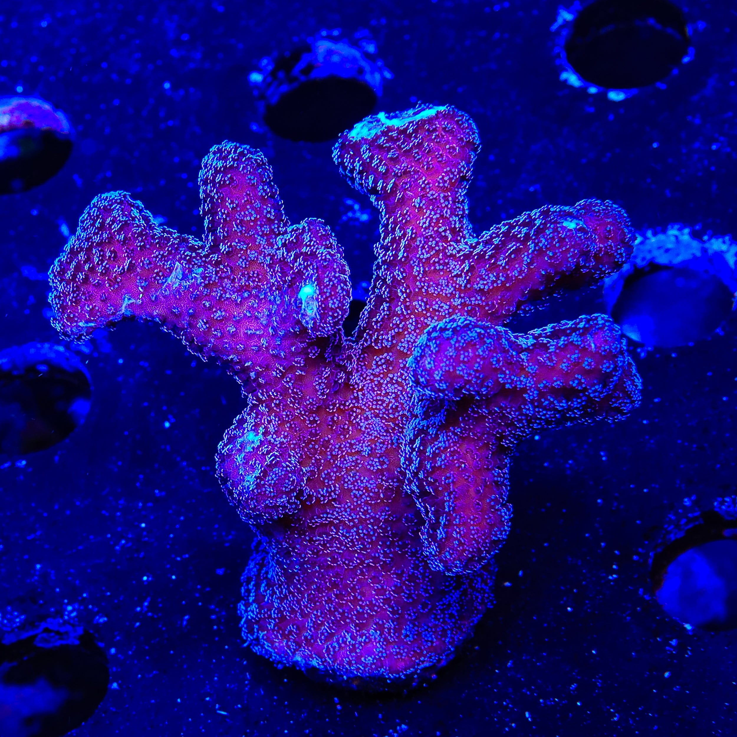 Purple Stylophora XL Frag Coral