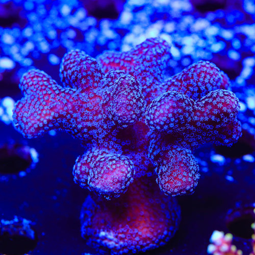 Purple Stylophora XL Frag Coral