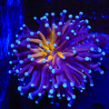 Purple Tiger Torch Coral