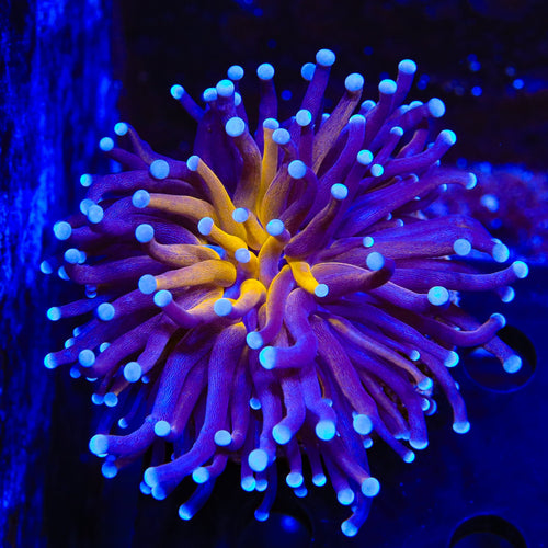 Purple Tiger Torch Coral