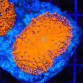 Radiation Mushroom Coral