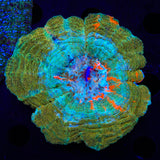 Rainbow Acanthophyllia Coral