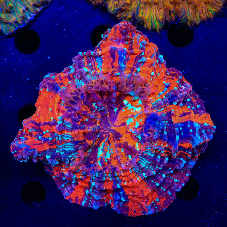 Rainbow Acanthophyllia Coral
