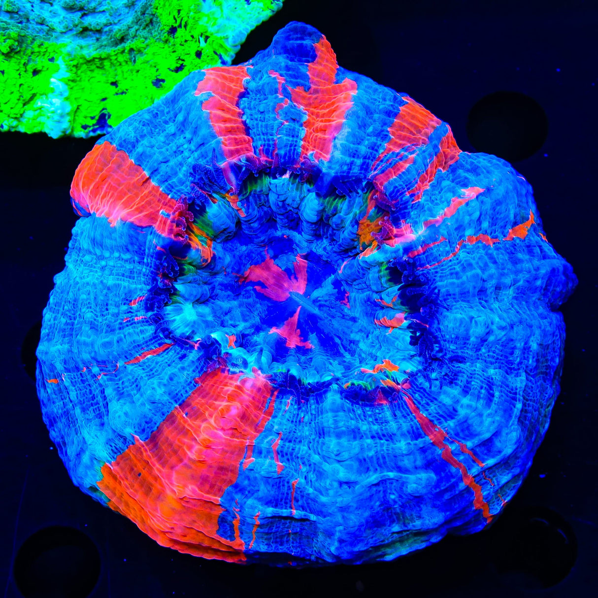 Rainbow Acanthophyllia Coral