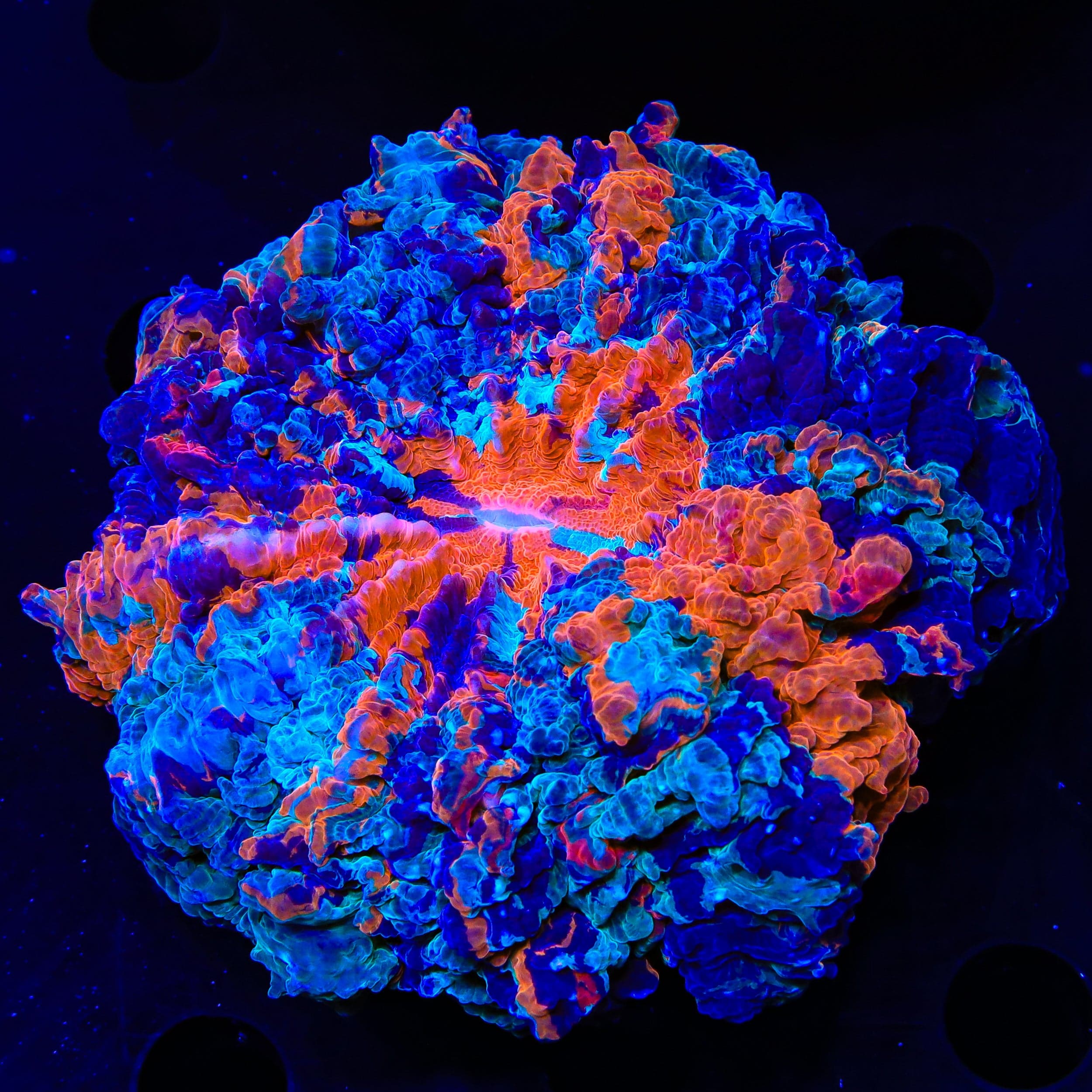 Rainbow Acanthophyllia Coral