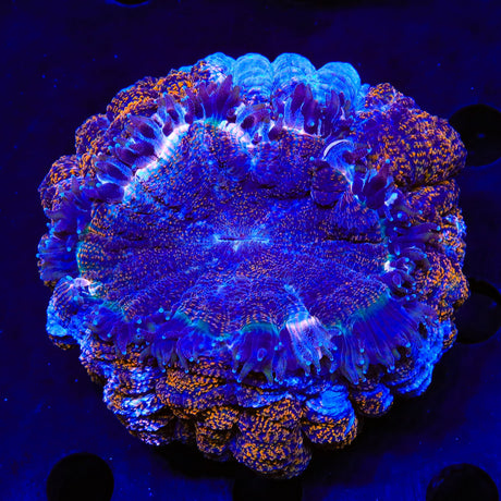 Rainbow Acanthophyllia Coral