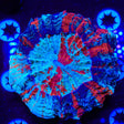 Rainbow Acanthophyllia Coral